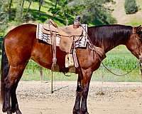 endurance-friesian-horse