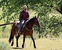 experienced-friesian-horse