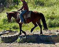 flashy-friesian-horse