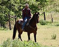 kid-safe-friesian-horse
