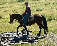 ranch-friesian-horse