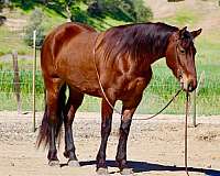 ranch-versatility-friesian-horse