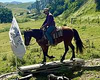 ranch-work-friesian-horse