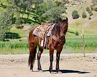 ridden-western-friesian-horse