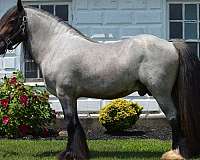 one-white-low-sock-horse
