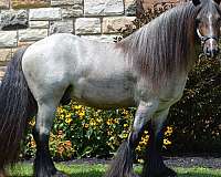 bay-roan-three-black-stockings-horse
