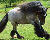 bay-roan-one-white-low-sock-horse