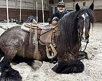 ability-gypsy-vanner-horse