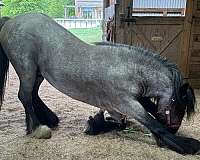 athletic-ability-gypsy-vanner-horse