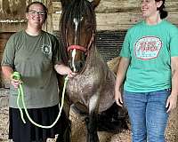 black-feather-gypsy-vanner-horse