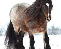 chestnut-oak-farm-gypsy-vanner-horse