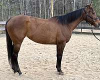 all-around-thoroughbred-horse