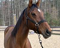no-alley-issues-thoroughbred-horse
