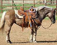 grulla-roping-pony
