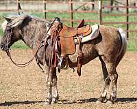 grulla-western-riding-pony