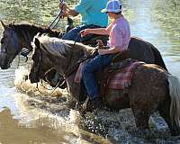 all-around-pony