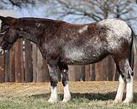 silb-flashy-horse