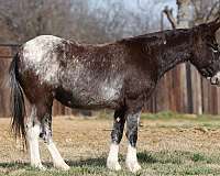 silb-ranch-versatility-horse