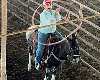 silb-ranch-work-horse