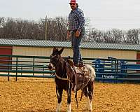 12-hand-silb-horse