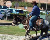 silb-roping-horse