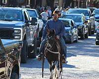 silb-working-cattle-horse