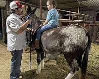silb-mule