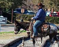 all-around-mule