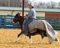athletic-mule