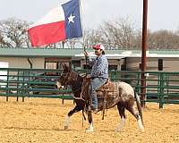 calf-roping-mule