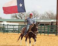 flashy-mule