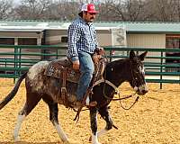 kid-safe-mule
