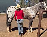 black-spots-horse