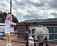 athletic-appaloosa-horse