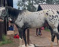 blue-eyed-appaloosa-horse