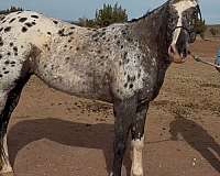 experienced-appaloosa-horse