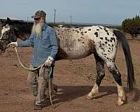 pole-appaloosa-horse