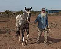 ridden-western-appaloosa-horse