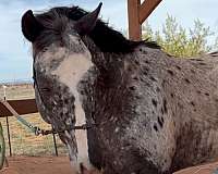 trail-riding-appaloosa-horse