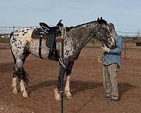 western-pleasure-appaloosa-horse