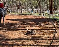 western-riding-appaloosa-horse