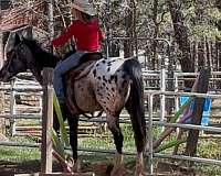 white-appaloosa-mare