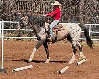 white-athletic-horse