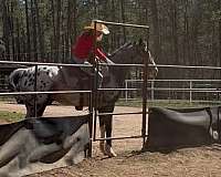 white-blue-eyed-horse