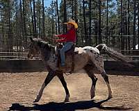 white-experienced-horse