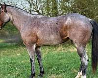 athletic-quarter-horse
