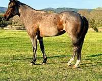 barrel-quarter-horse