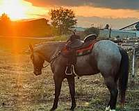 barrel-racing-quarter-horse