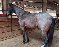 calf-roping-quarter-horse