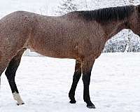 flashy-quarter-horse